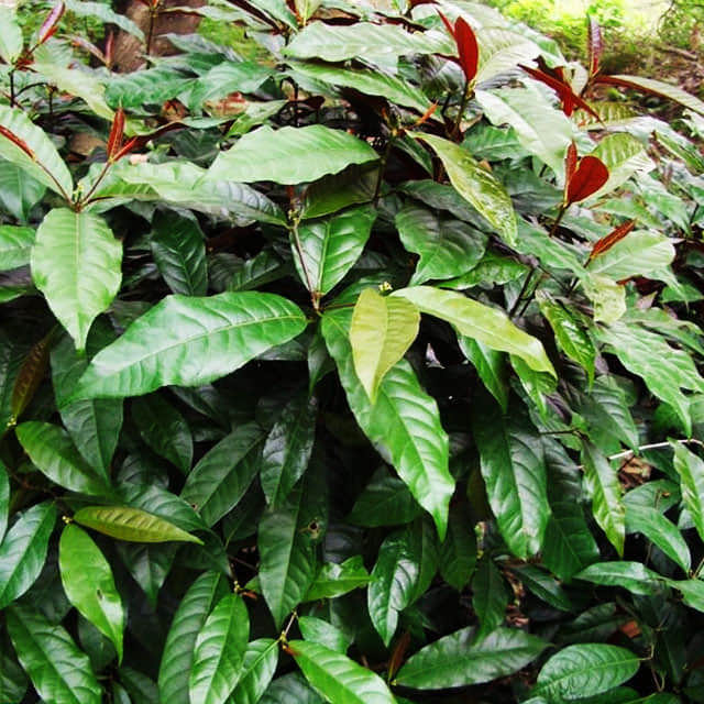 Excoecaria cochinchinensis