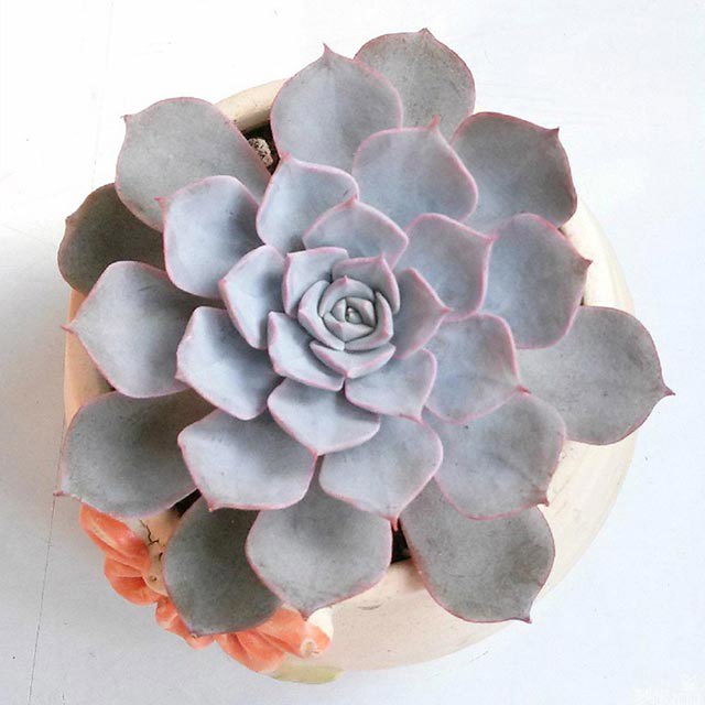 Echeveria peacockii Drooping Leaves