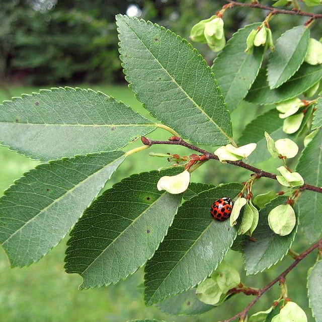 Ulmus parvifolia