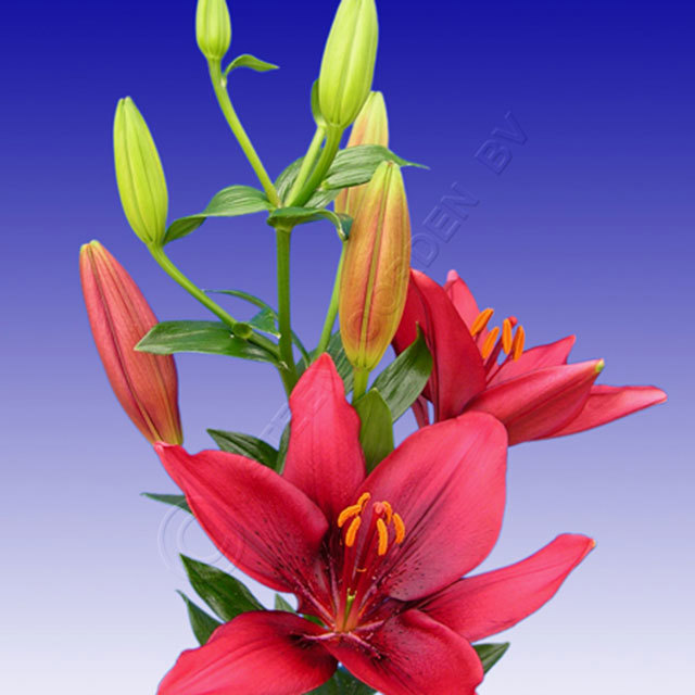 Lilium Faramundo Fine Webbing
