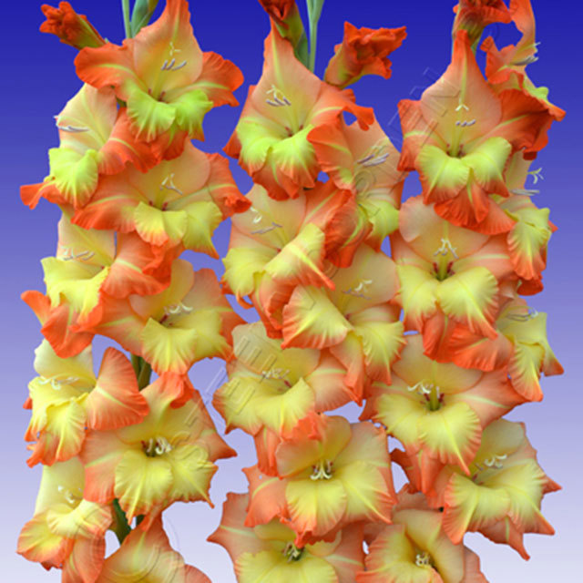 Gladiolus Sunshine