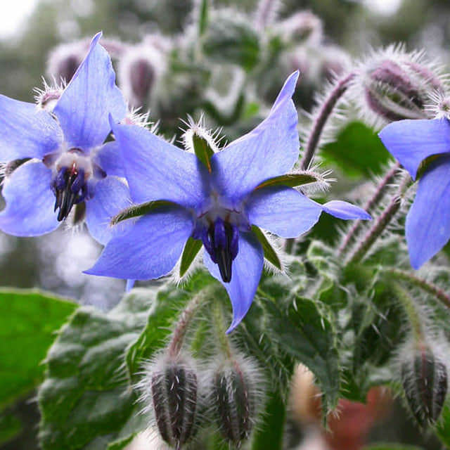 Borago officinalis