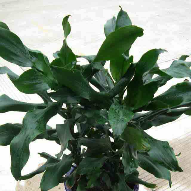 Dracaena deremensis Compacta