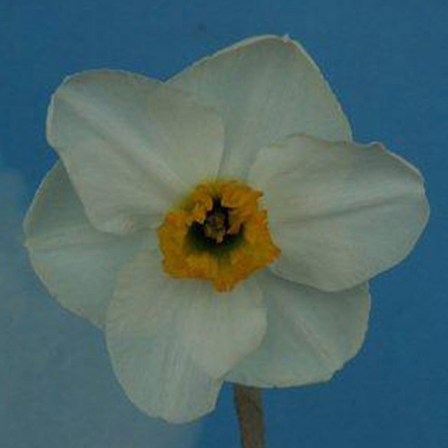 Narcissus Lancaster