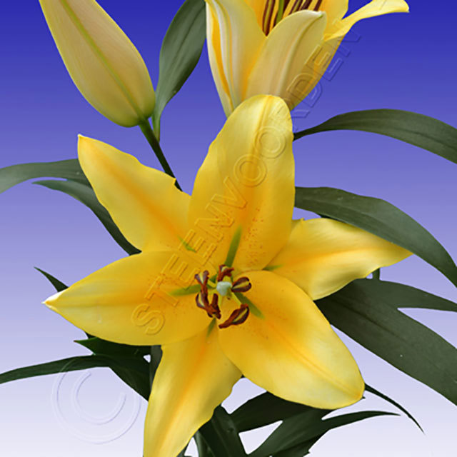 Lilium Solange Drooping Leaves