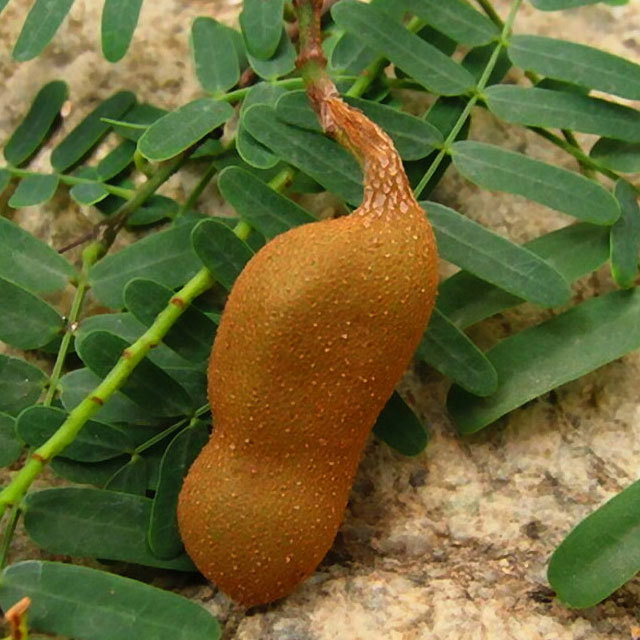 Tamarindus indica