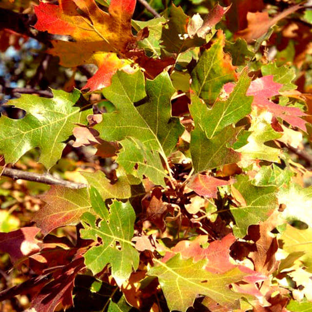 Quercus kelloggii