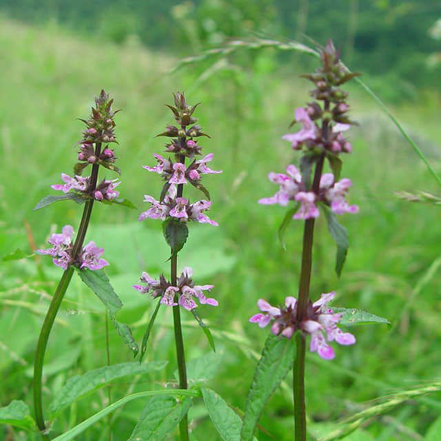 Stachys densiflora