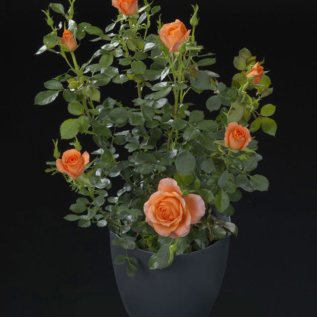 Rosa Terrazza Pretty White Powder