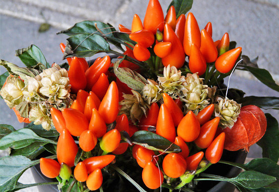 Capsicum annuum Favorit Orange