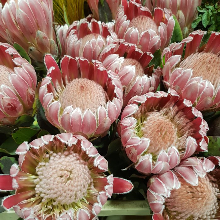 Protea Carnival