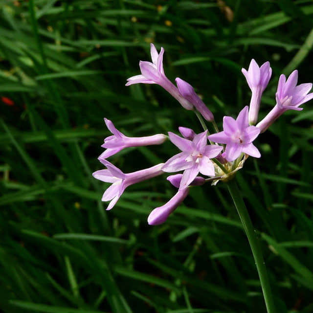 Tulbaghia violacea