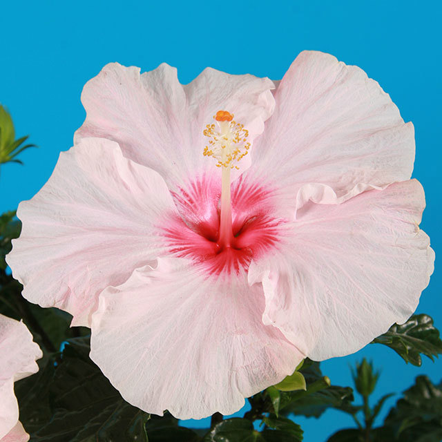 Hibiscus rosa sinensis Cheerleader White Pink Eye Fine Webbing