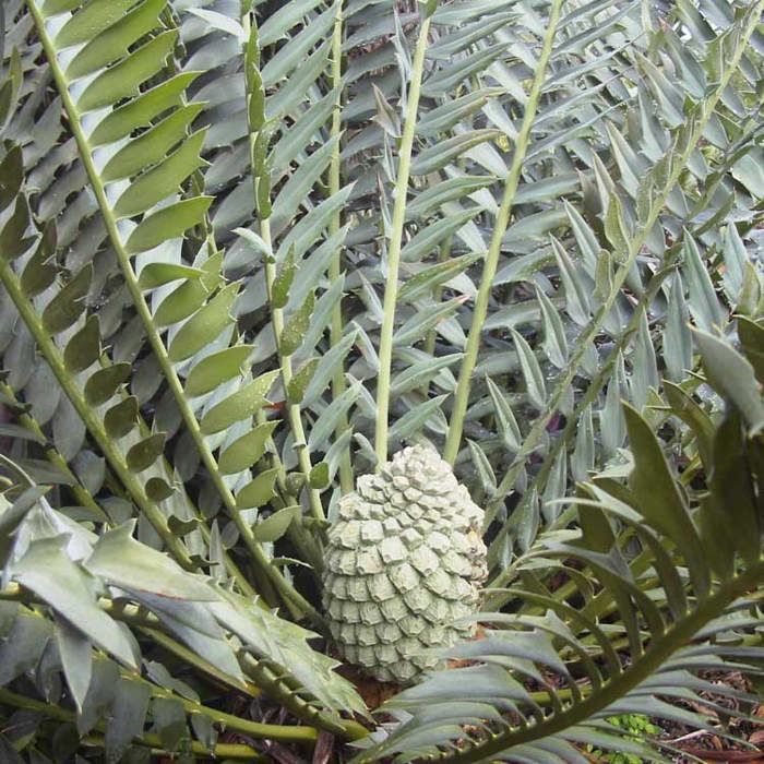 Encephalartos arenarius