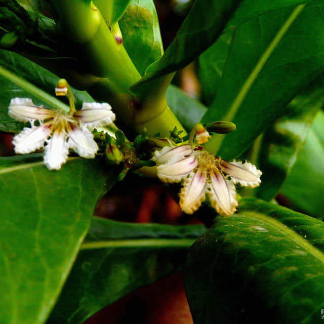 Scaevola taccada