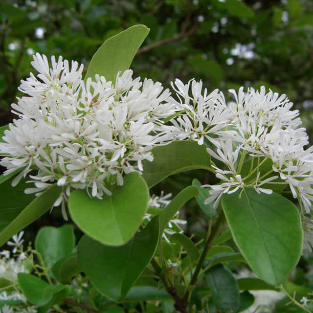 Chionanthus retusus
