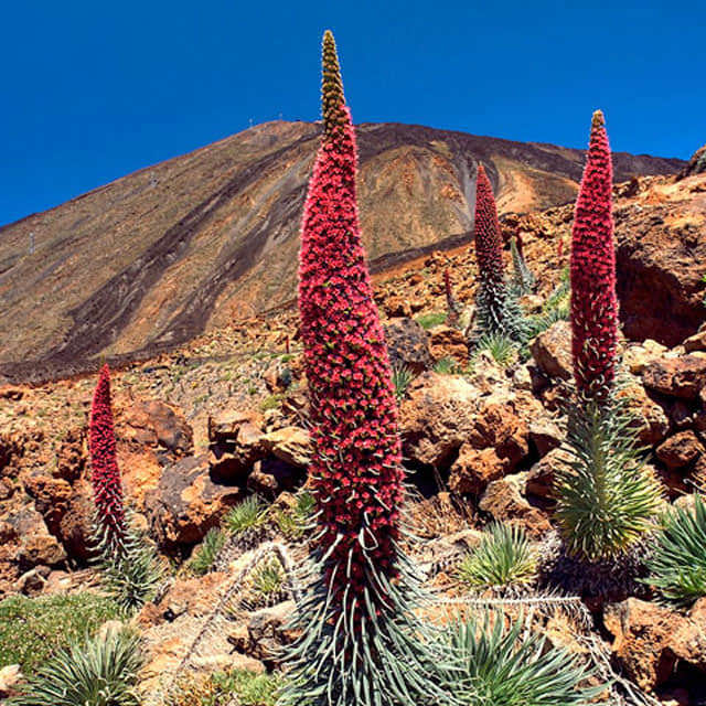Echium wildpretii