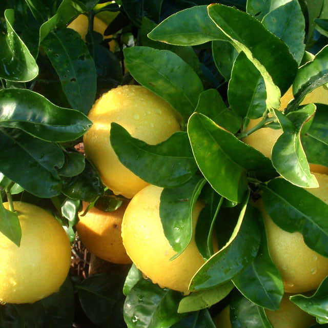 Citrus paradisi