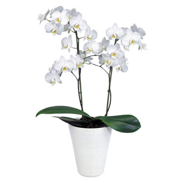 Phalaenopsis Venice