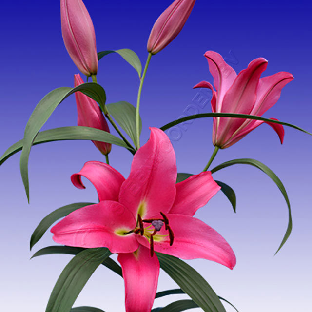 Lilium OT Profundo Ragnatele sottili