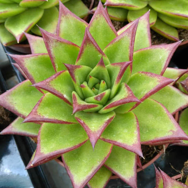 Aeschynanthus pulcher