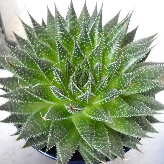 Gasteraloe beguinii Drooping Leaves