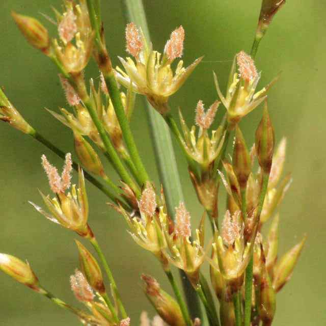 Juncus inflexus