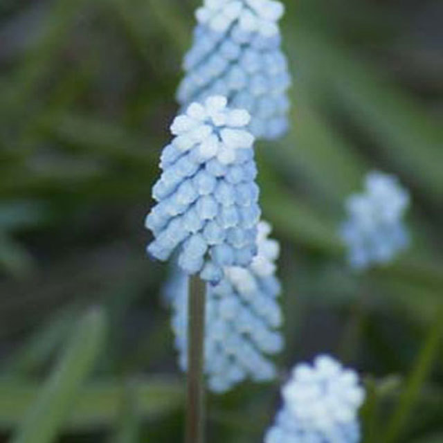 Muscari Sky Blue