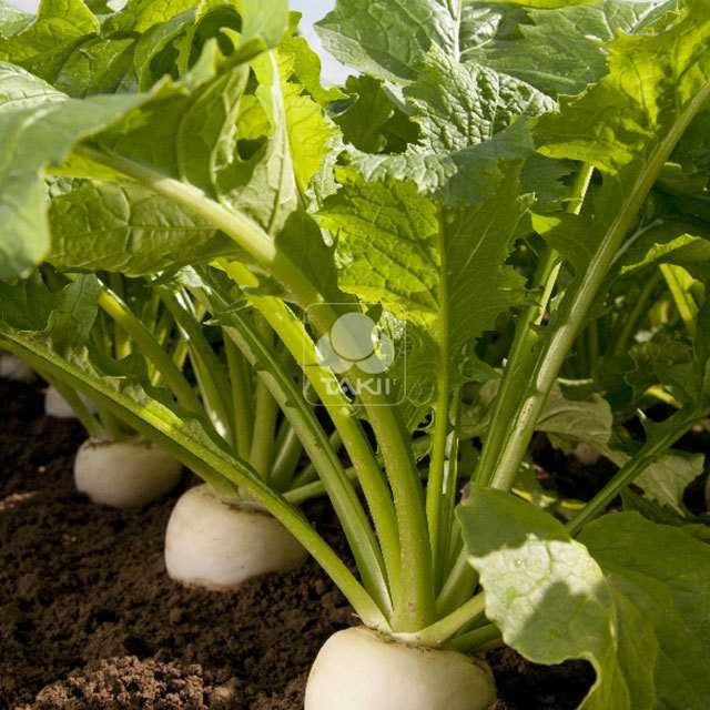 Brassica rapa Natsu Komachi Sticky Leaves