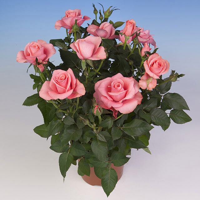 Mini Rose Lady Star Fine Webbing