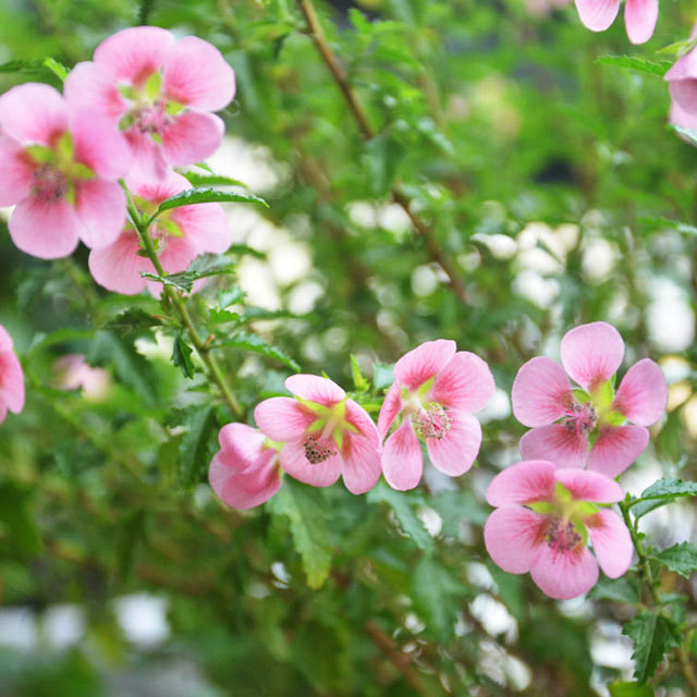 Anisodontea capensis