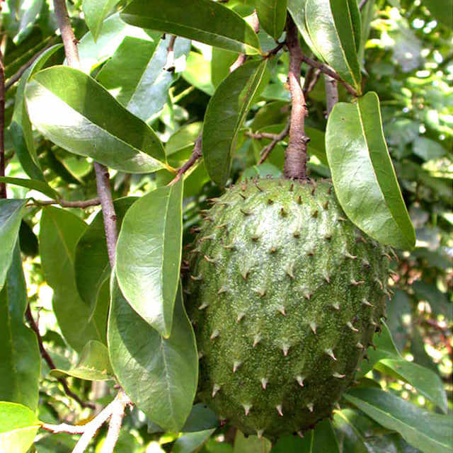Annona muricata