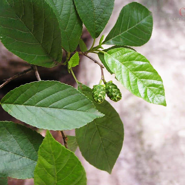 Alnus glutinosa