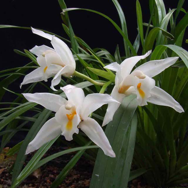 Cymbidium eburneum
