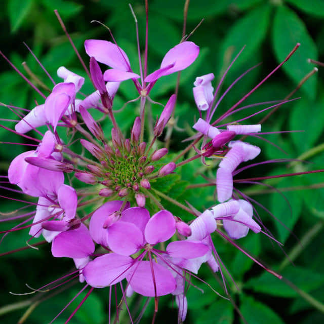 Cleome hassleriana