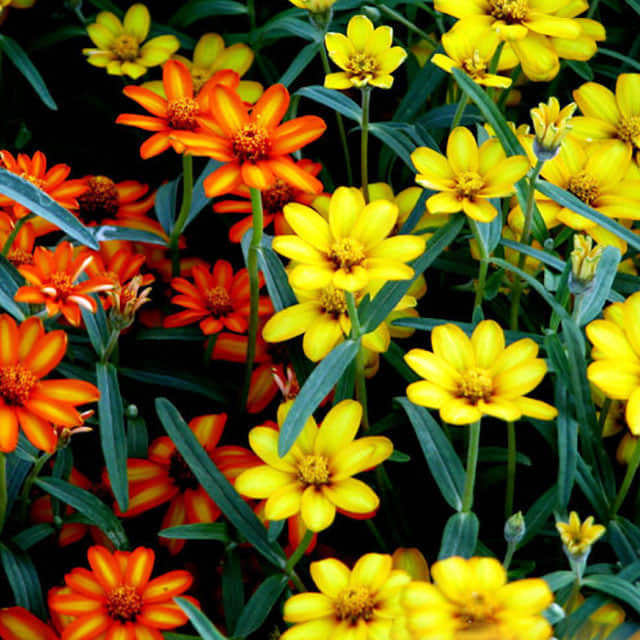 Zinnia angustifolia