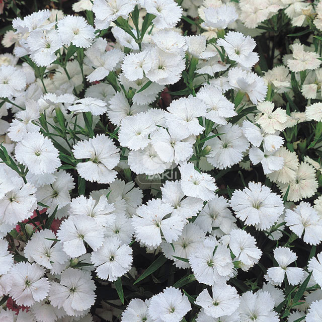 Dianthus Telstar F1 White White Powder