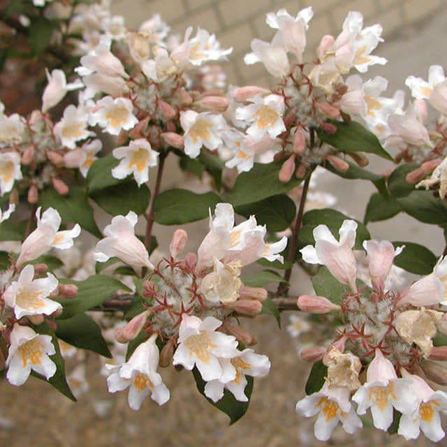 Kolkwitzia amabilis
