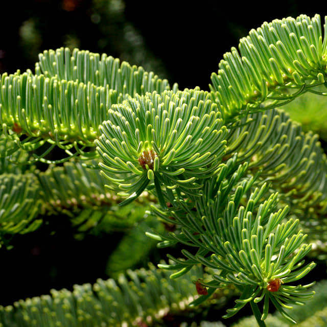 Abies nordmanniana