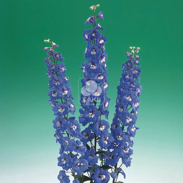 Delphinium Aurora F1 Blue