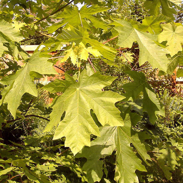 Acer macrophyllum Foglie appiccicose