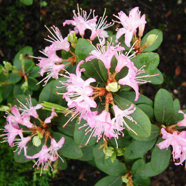 Rhododendron racemosum Fine Webbing