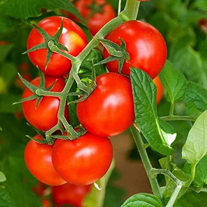 Tomato Master No. 2 F1 Sudden Leaf Drop
