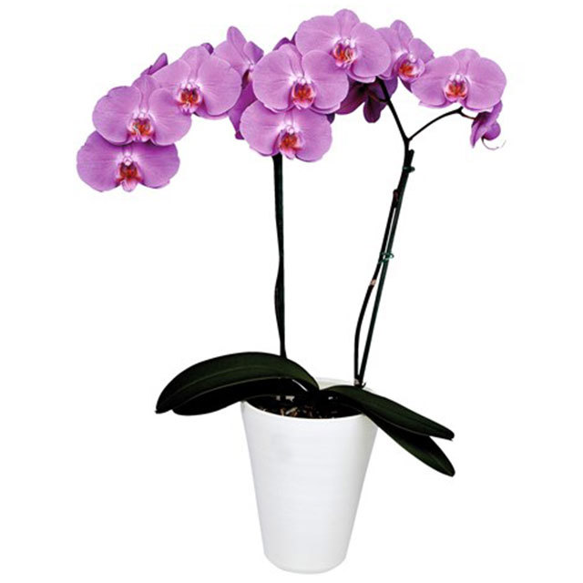 Phalaenopsis Las Palmas