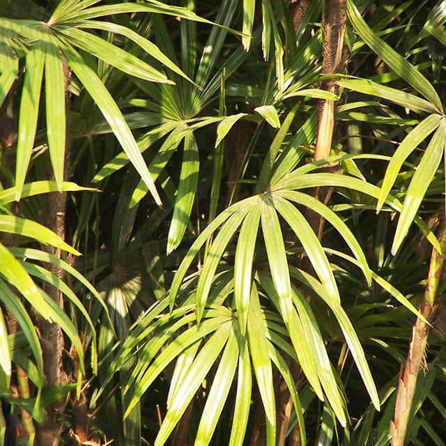 Rhapis excelsa