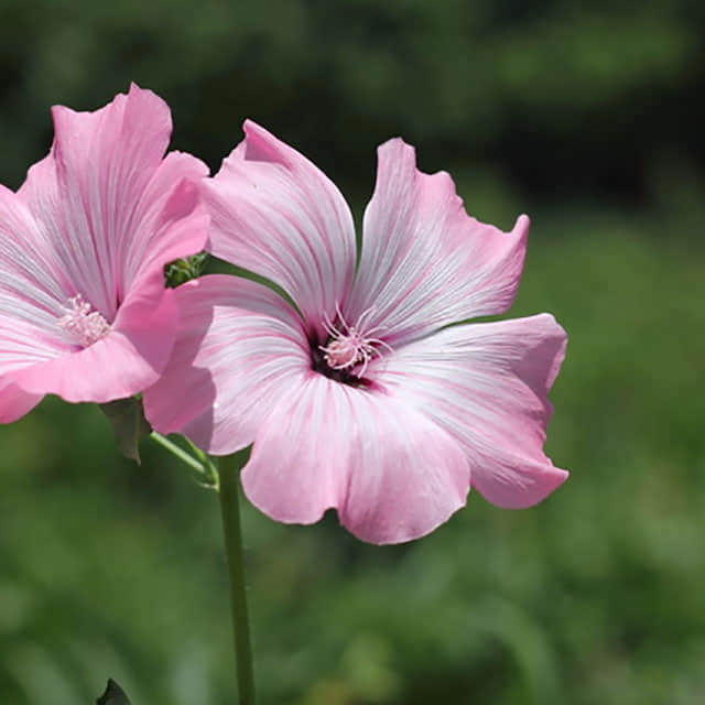 Lavatera trimestris