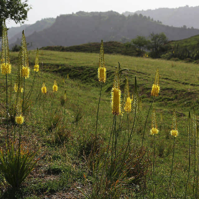 Eremurus