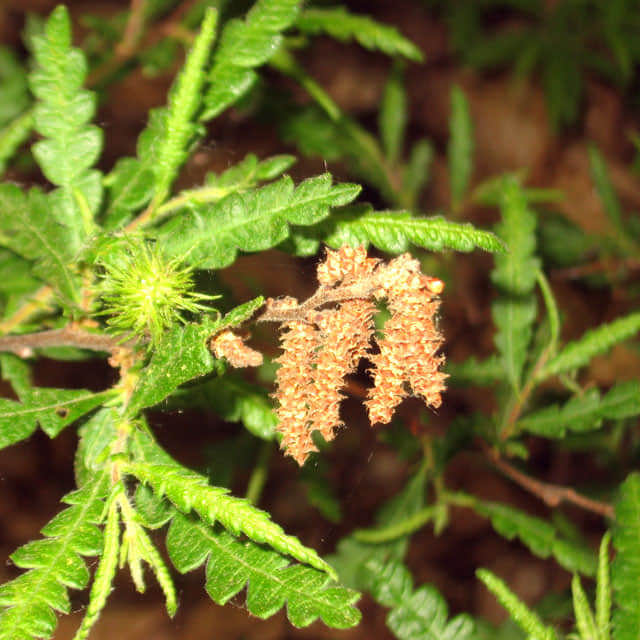 Comptonia peregrina