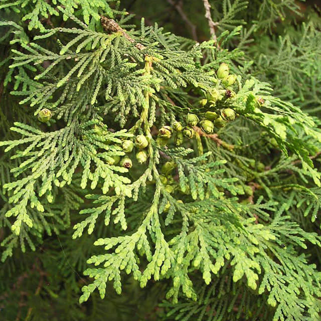 Juniperus sabina Wilsonii