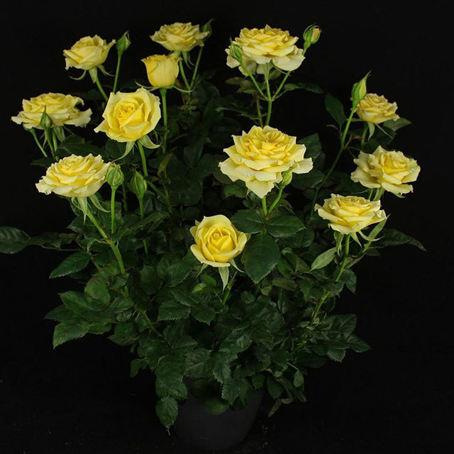 Rosa Yellow Ovation White Powder